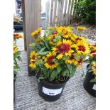 +VAT Potted red/yellow sunrita