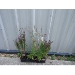 5 potted gaura gambit rose