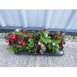 Tray of organdy begonias