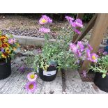 +VAT Potted sea breeze pink erigeron