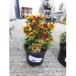 +VAT Potted red/yellow sunrita