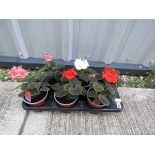 Tray of bullseye geraniums