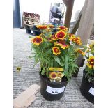 +VAT Potted red/yellow sunrita