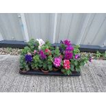 Tray of pirouette double petunias