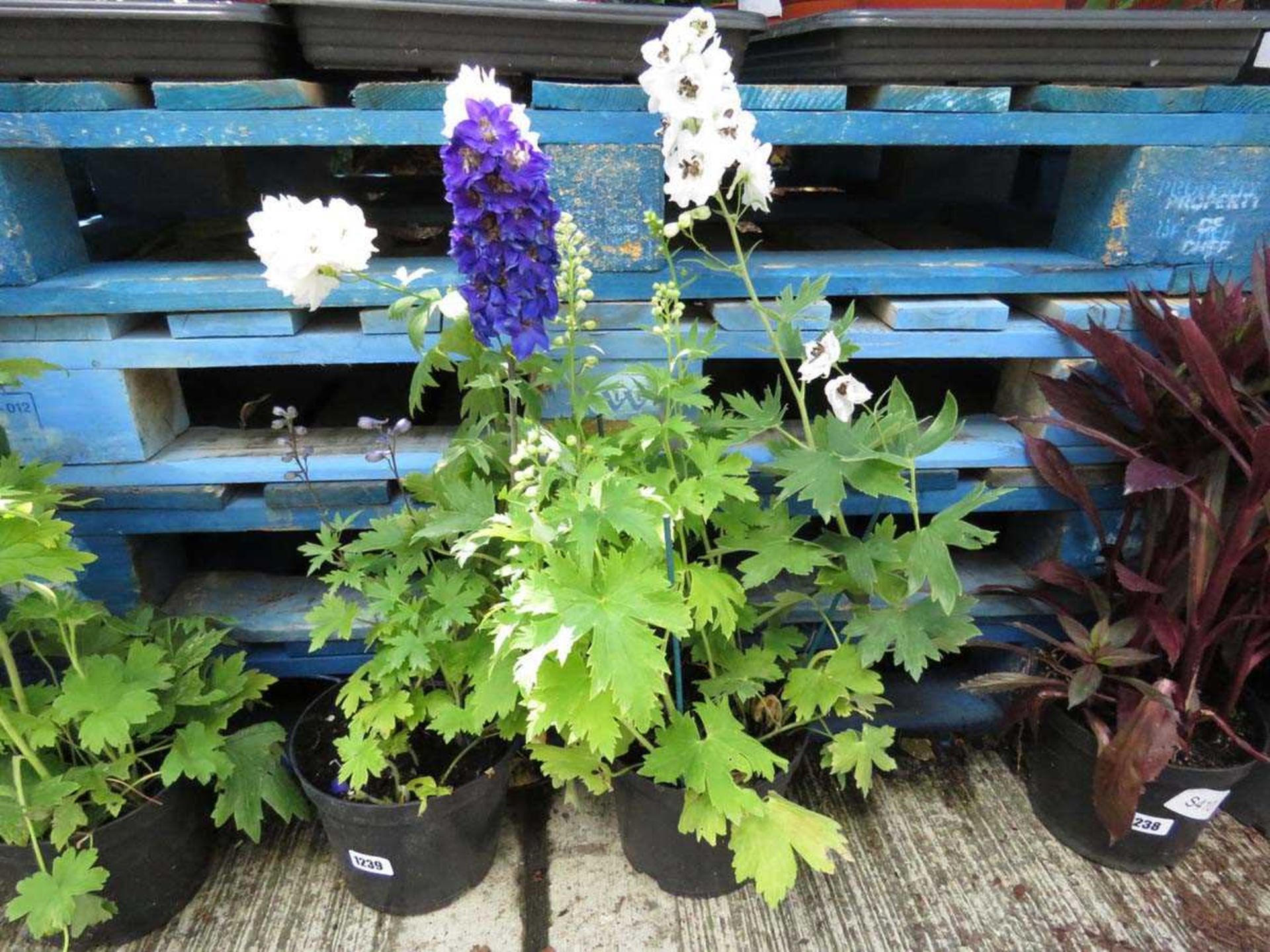 2 potted magic fountain mixed delphiniums