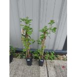 2 ribes white pearl grape vines