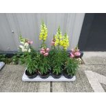 Tray of mixed antirrhinums