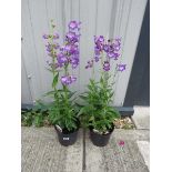 2 purple penstemons