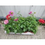 Tray of heuchera