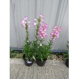 2 white and pink penstemons