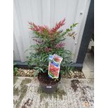 Potted nandina domestica obsessed
