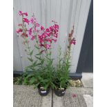 2 pink penstemons