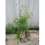 Bowl pomegranate tree