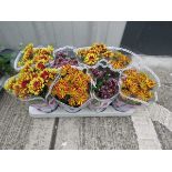 Tray of chrysanthemums