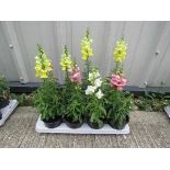 Tray of mixed antirrhinums