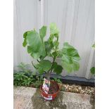 Bowl fig tree