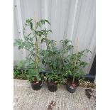 3 large Shirly tomato plants