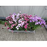 Tray of mixed dianthus