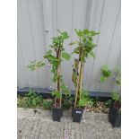 2 ribes white pearl grape vines