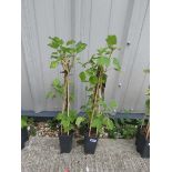 2 ribes white pearl grape vines