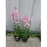 2 white and pink penstemons