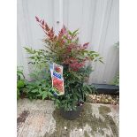 Potted nandina domestica obsessed