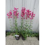 2 pink penstemons