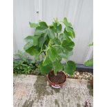 Bowl fig tree