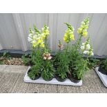 Tray of mixed antirrhinums