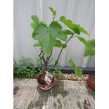 Bowl fig tree