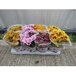 Tray of chrysanthemums