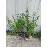 2 ligustrum ovalifoliums