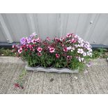 Tray of mixed dianthus