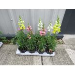 Tray of mixed antirrhinums