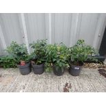 4 Tumbler tomato plants