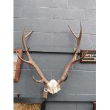 Pair of stags' antlers