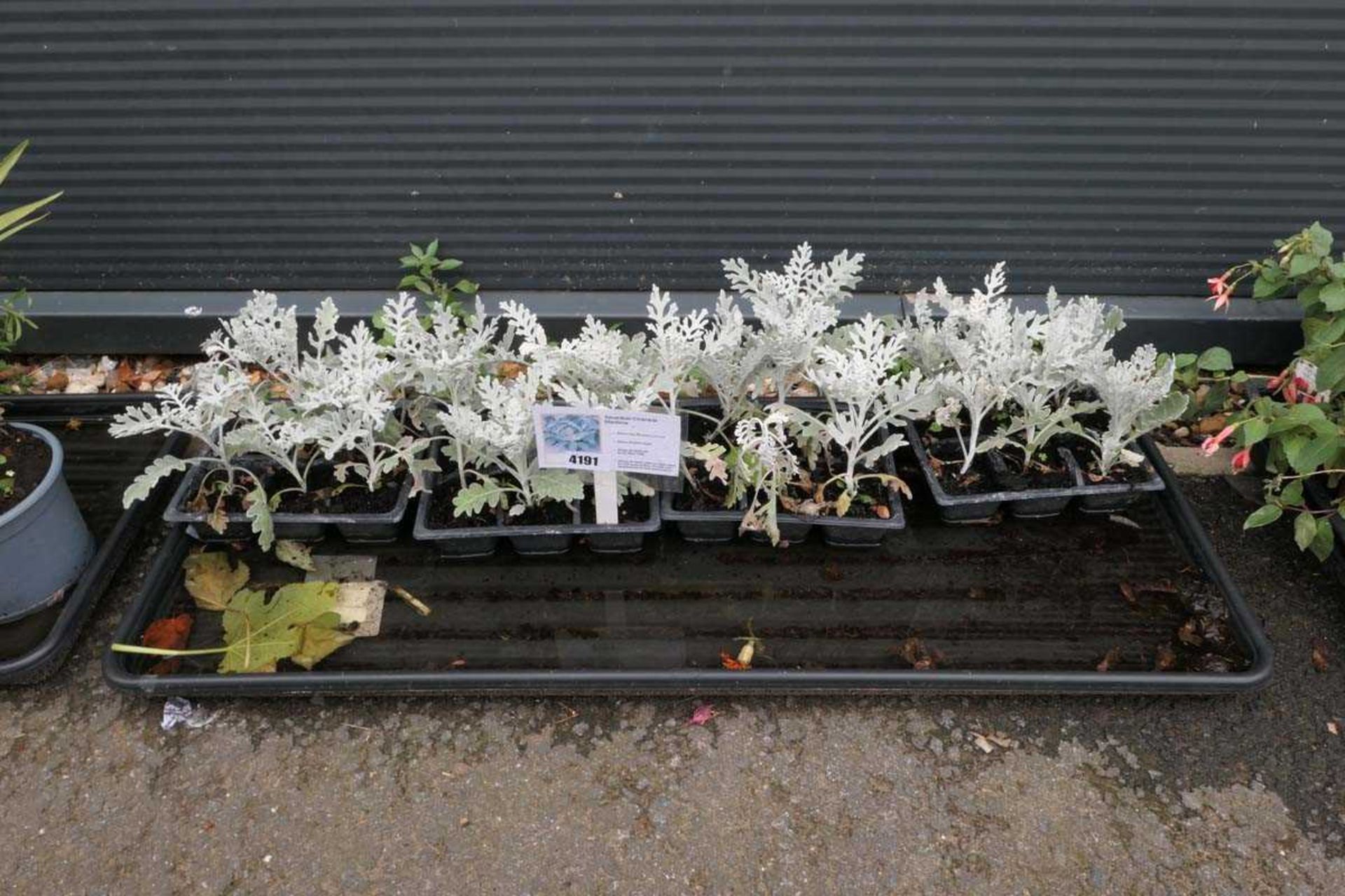 Four trays of silverdust cinerama plants