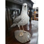 Taxidermists herring gull