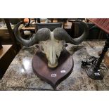 Mounted buffalo skull and horns