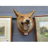 Taxidermy: fox mounted on an oak plaque