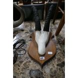 Pair of mounted Roan antelope horns