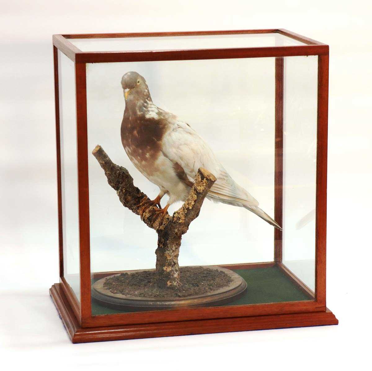 Taxidermy: a white wood pigeon on a branch, under a mahogany and five-glass case, 43 x 40 x 26 cm - Bild 2 aus 2