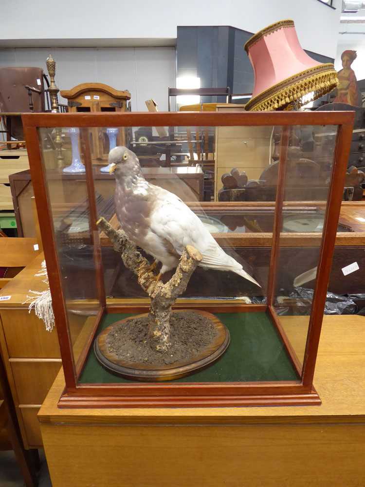 Taxidermy: a white wood pigeon on a branch, under a mahogany and five-glass case, 43 x 40 x 26 cm