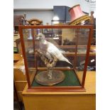 Taxidermy: a white wood pigeon on a branch, under a mahogany and five-glass case, 43 x 40 x 26 cm