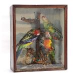 Taxidermy: a group of three late Victorian/early 20th century parrots, in a glazed case, 32 x 38 cm