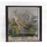 Taxidermy: an early 20th century cuckoo in a glazed case, 34 x 34 cm