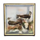 Taxidermy: a pair of lapwings preserved by Hutchings of Aberystwyth in a glazed case, 52 x 50 cm