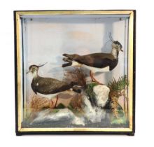 Taxidermy: a pair of lapwings preserved by Hutchings of Aberystwyth in a glazed case, 52 x 50 cm