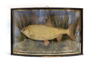 Taxidermy: a 1lb 7ozs rudd caught by C.A. Martin 'Taken at Richmond' March 2nd 899, preserved by J