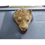 Taxidermist's leopards head